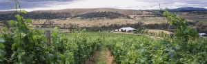 View of the vineyard, looking back down a row